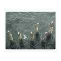 Seagulls on Weathered Pilings Matte Stretched Canvas